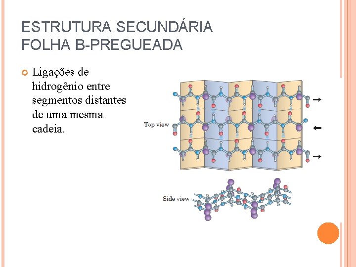 ESTRUTURA SECUNDÁRIA FOLHA Β-PREGUEADA Ligações de hidrogênio entre segmentos distantes de uma mesma cadeia.