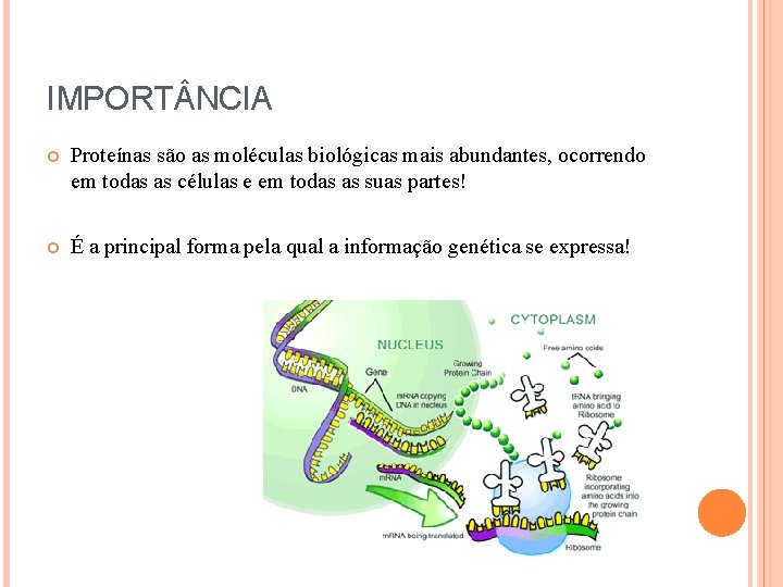 IMPORT NCIA Proteínas são as moléculas biológicas mais abundantes, ocorrendo em todas as células