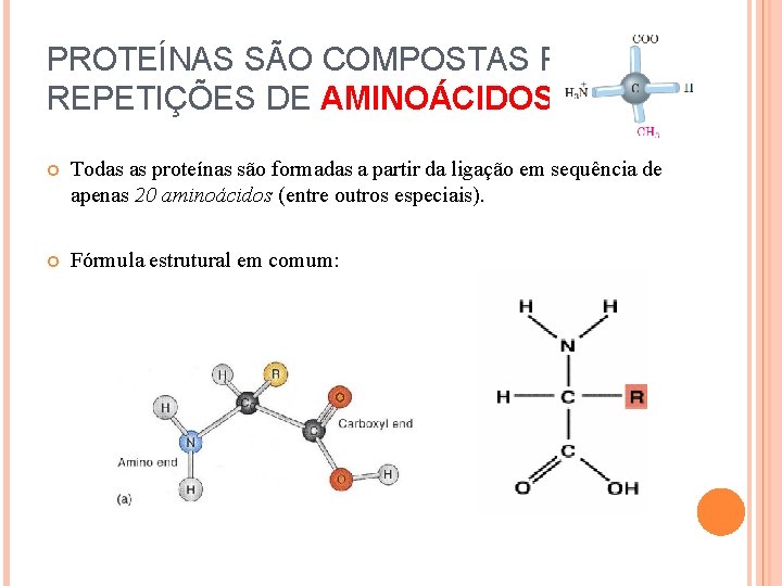 PROTEÍNAS SÃO COMPOSTAS POR REPETIÇÕES DE AMINOÁCIDOS Todas as proteínas são formadas a partir