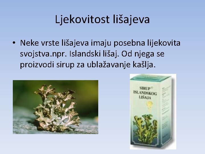 Ljekovitost lišajeva • Neke vrste lišajeva imaju posebna lijekovita svojstva. npr. Islandski lišaj. Od