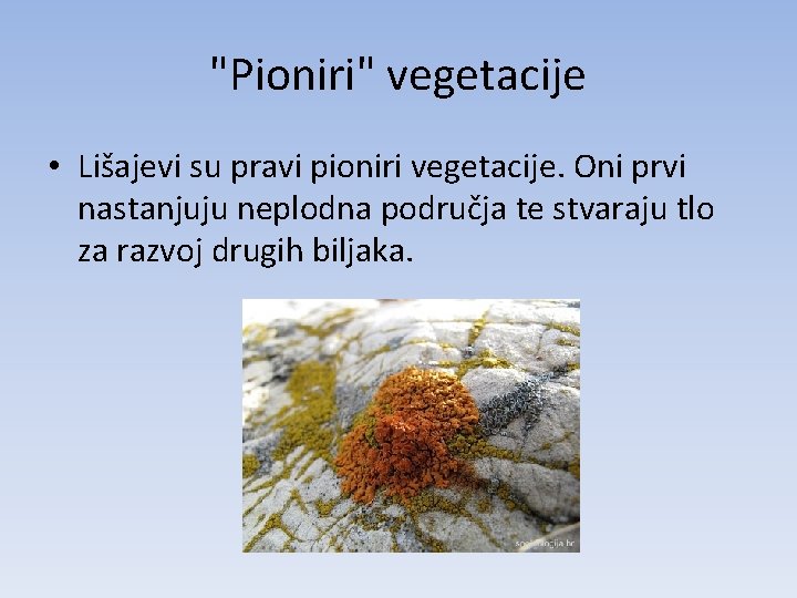 "Pioniri" vegetacije • Lišajevi su pravi pioniri vegetacije. Oni prvi nastanjuju neplodna područja te