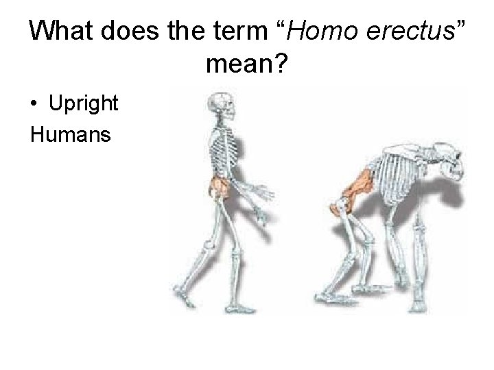 What does the term “Homo erectus” mean? • Upright Humans 