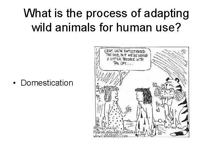 What is the process of adapting wild animals for human use? • Domestication 
