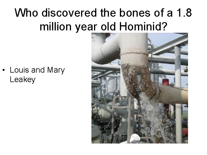 Who discovered the bones of a 1. 8 million year old Hominid? • Louis