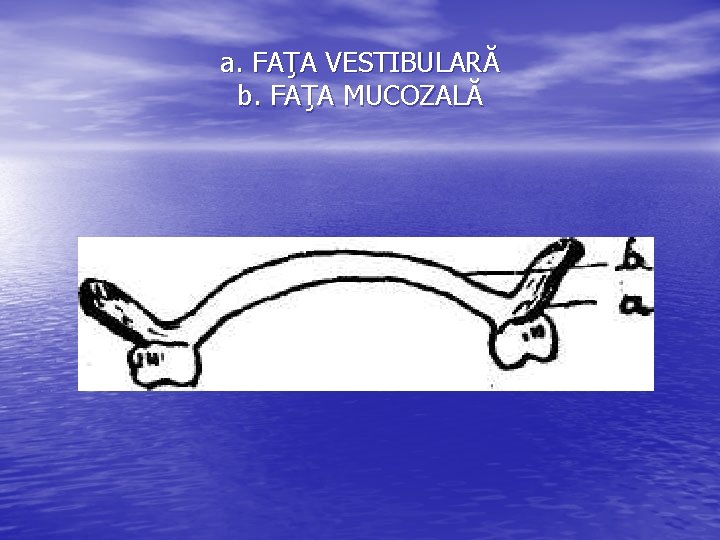 a. FAŢA VESTIBULARĂ b. FAŢA MUCOZALĂ 
