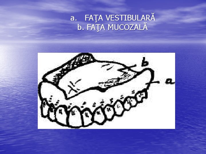 a. FAŢA VESTIBULARĂ b. FAŢA MUCOZALĂ 