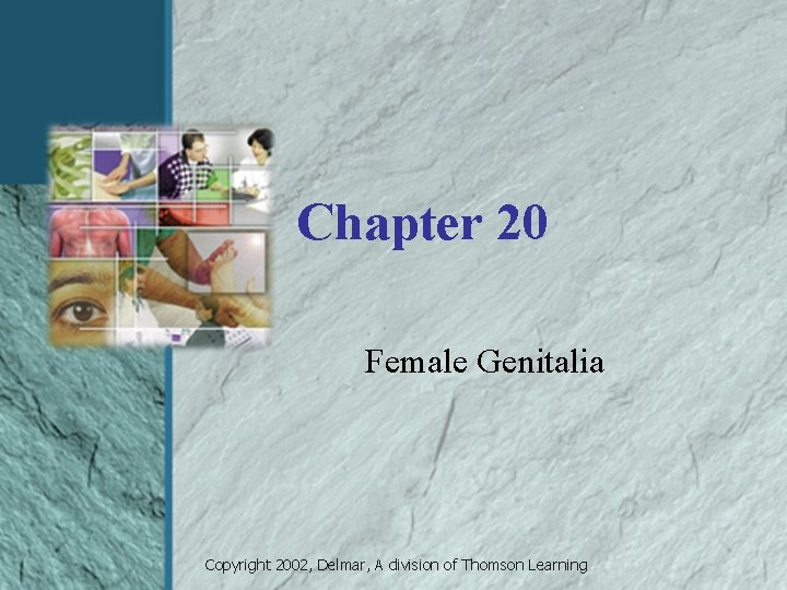Chapter 20 Female Genitalia Copyright 2002, Delmar, A division of Thomson Learning 