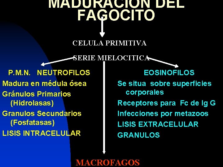 MADURACION DEL FAGOCITO CELULA PRIMITIVA SERIE MIELOCITICA P. M. N. NEUTROFILOS Madura en médula