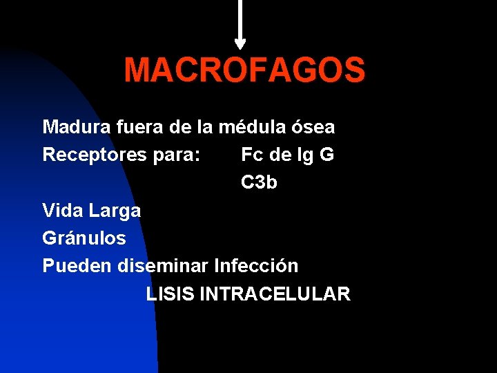 MACROFAGOS Madura fuera de la médula ósea Receptores para: Fc de Ig G C