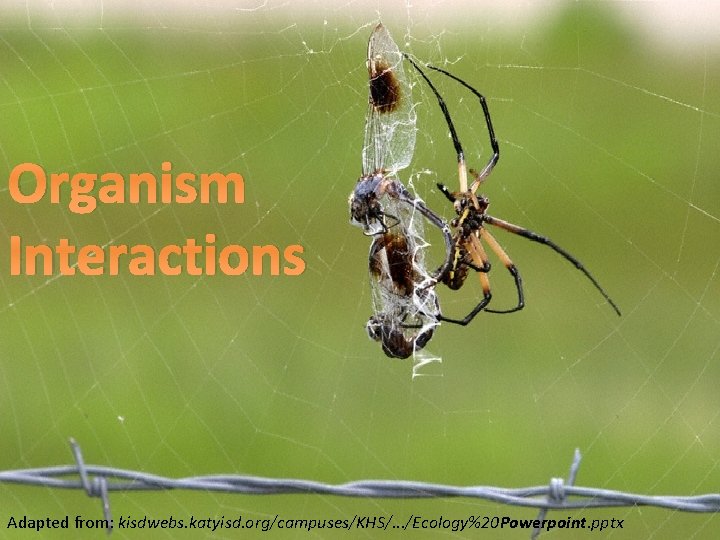 Organism Interactions Adapted from: kisdwebs. katyisd. org/campuses/KHS/. . . /Ecology%20 Powerpoint. pptx 
