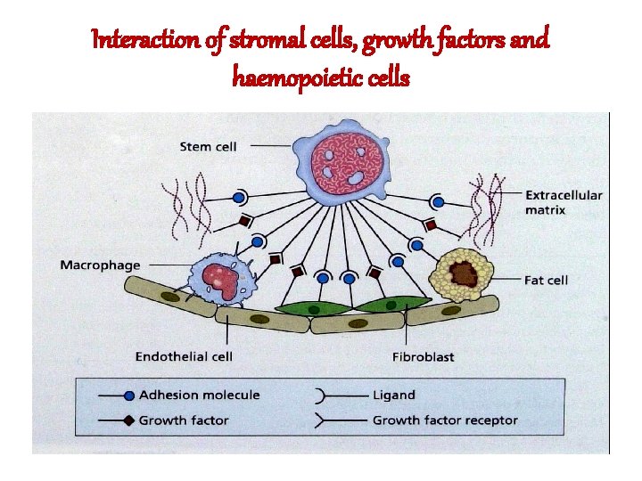 Interaction of stromal cells, growth factors and haemopoietic cells 