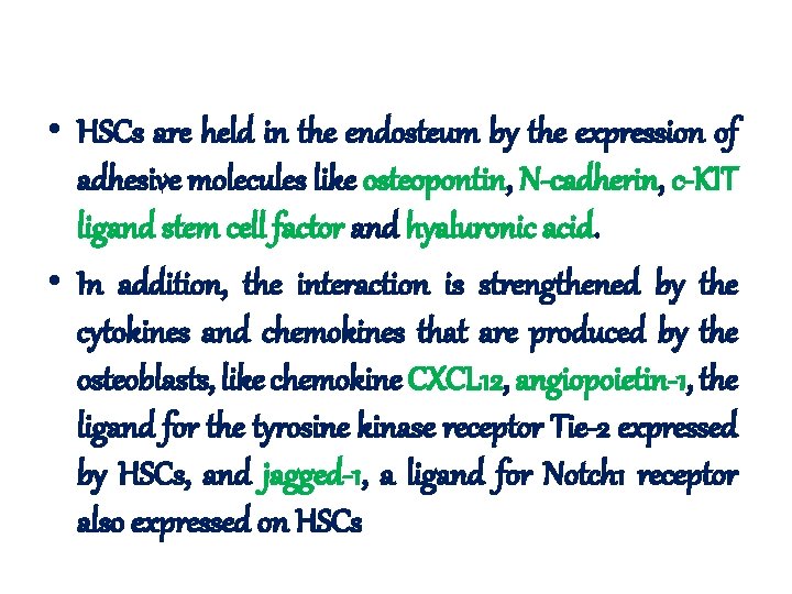  • HSCs are held in the endosteum by the expression of adhesive molecules