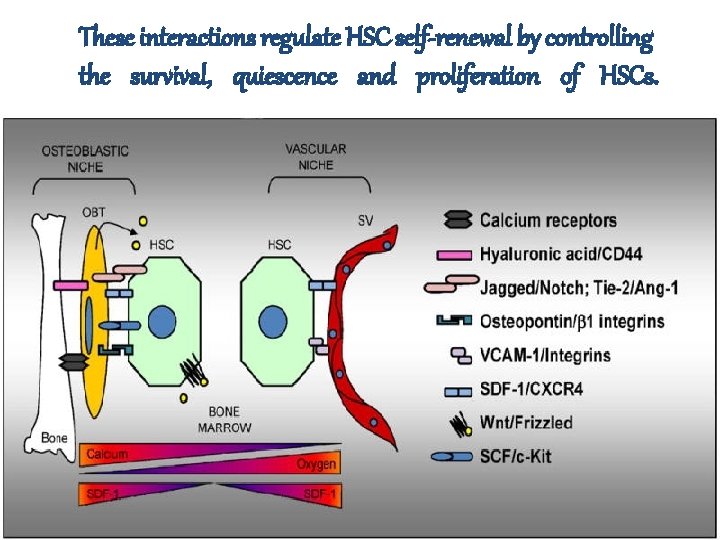 These interactions regulate HSC self-renewal by controlling the survival, quiescence and proliferation of HSCs.