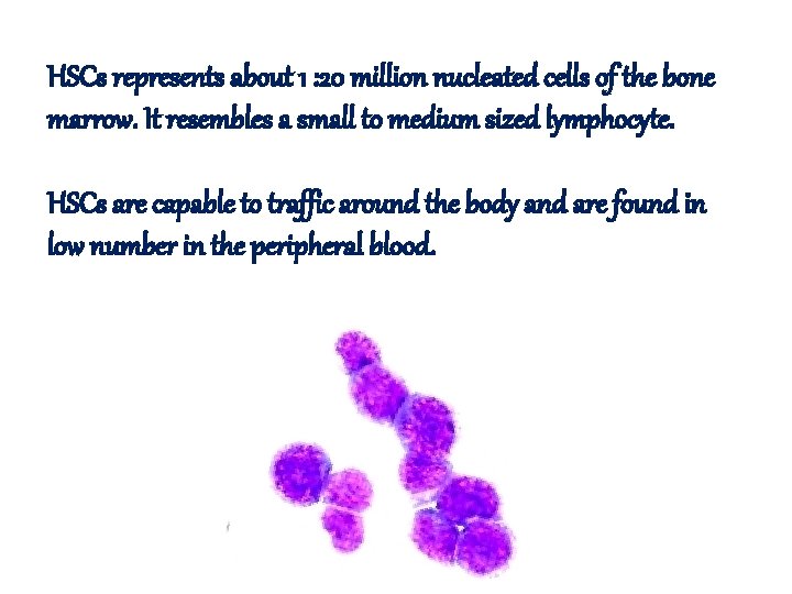 HSCs represents about 1 : 20 million nucleated cells of the bone marrow. It