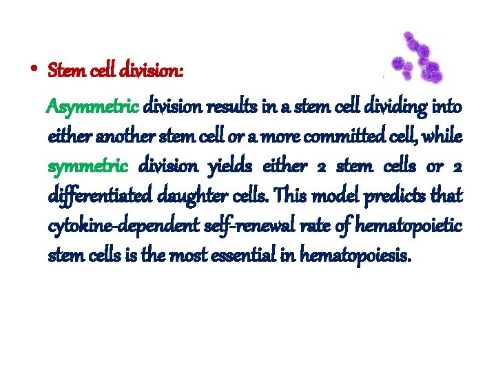 • Stem cell division: Asymmetric division results in a stem cell dividing into • Stem cell division: Asymmetric division results in a stem cell dividing into