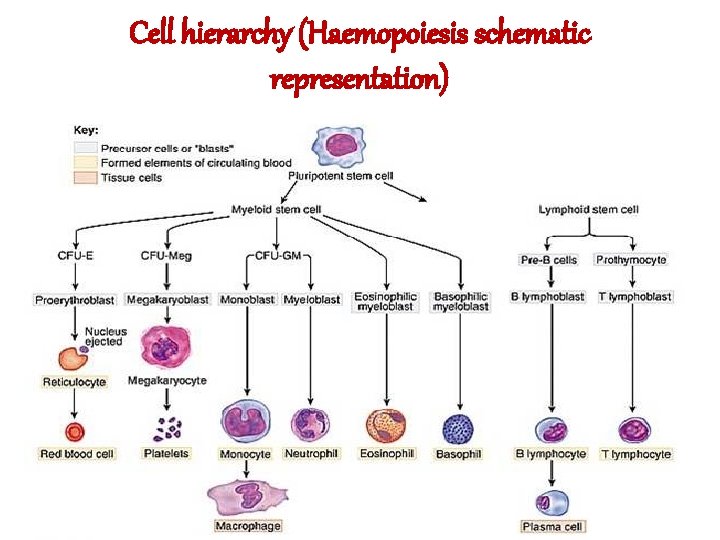 Cell hierarchy (Haemopoiesis schematic representation) 