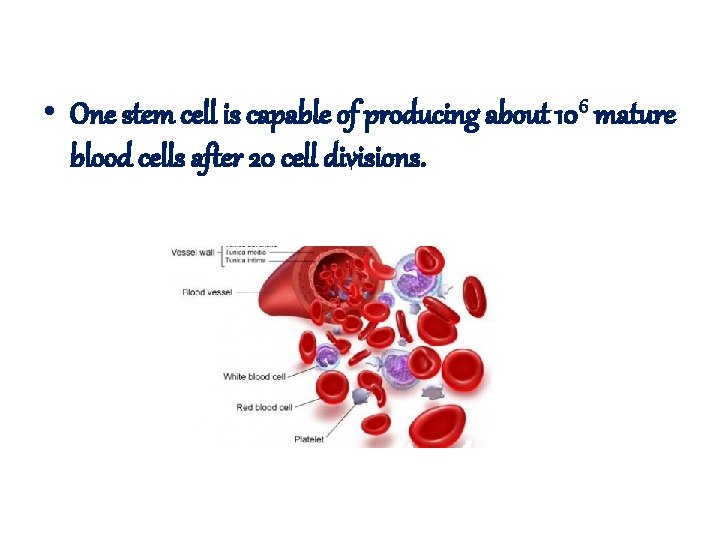  • One stem cell is capable of producing about 106 mature blood cells