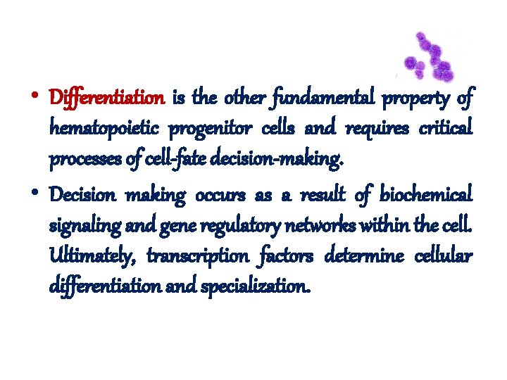  • Differentiation is the other fundamental property of hematopoietic progenitor cells and requires