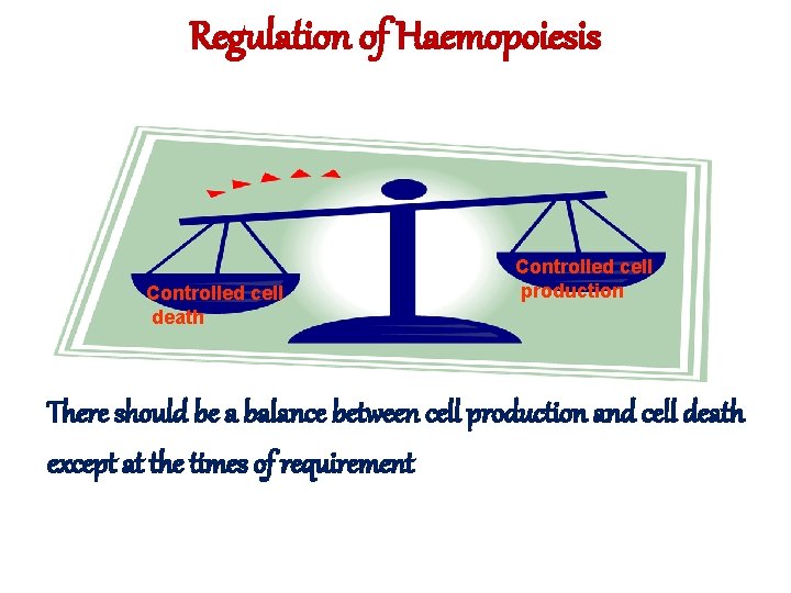 Regulation of Haemopoiesis Controlled cell death Controlled cell production There should be a balance