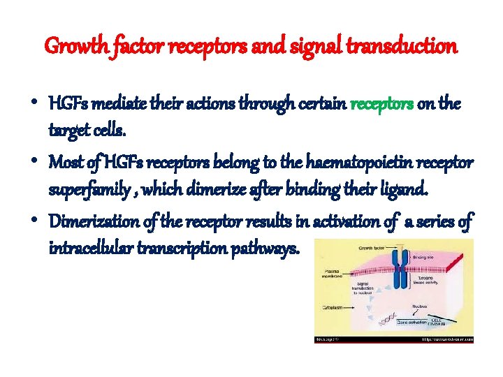 Growth factor receptors and signal transduction • HGFs mediate their actions through certain receptors