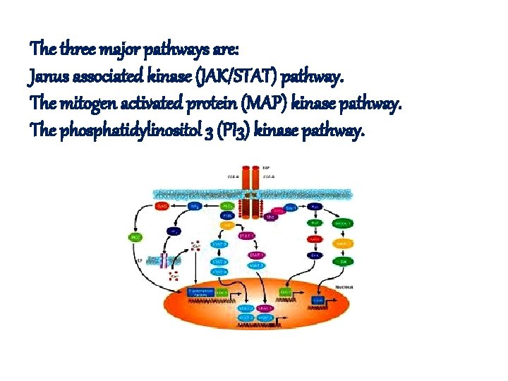 The three major pathways are: Janus associated kinase (JAK/STAT) pathway. The mitogen activated protein The three major pathways are: Janus associated kinase (JAK/STAT) pathway. The mitogen activated protein