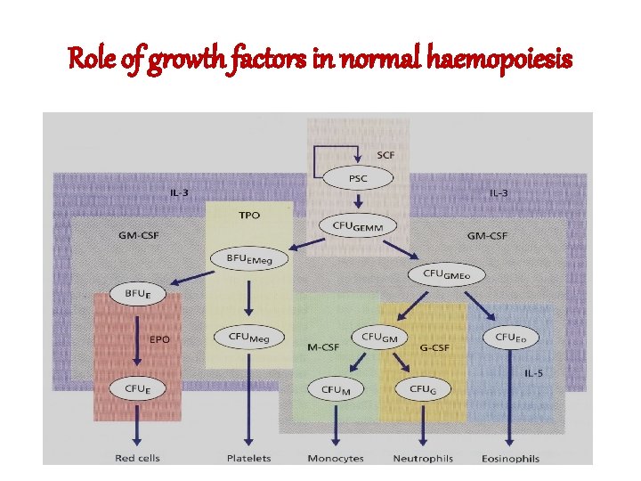 Role of growth factors in normal haemopoiesis 