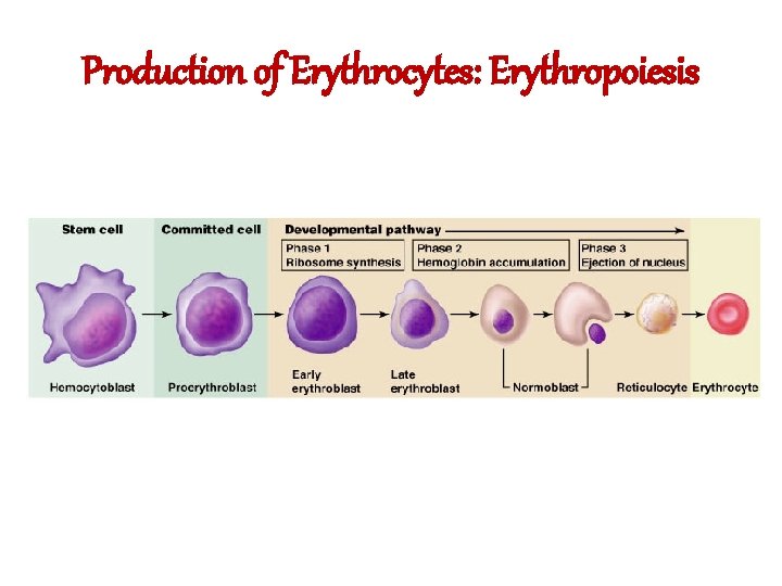 Production of Erythrocytes: Erythropoiesis 