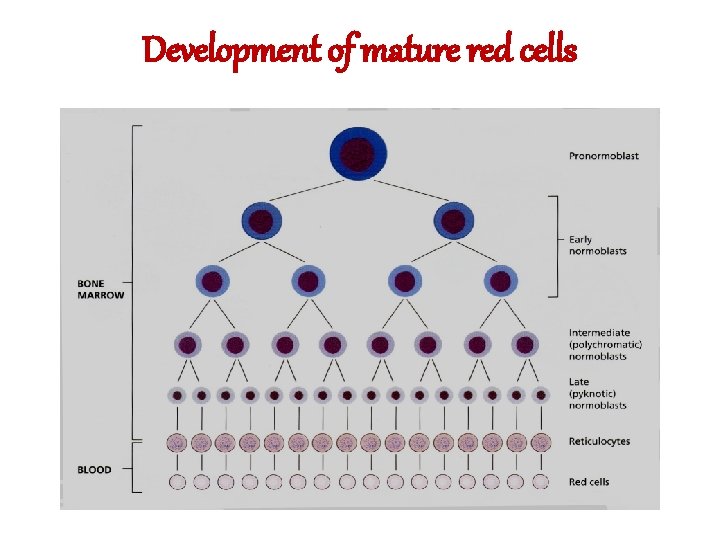 Development of mature red cells 