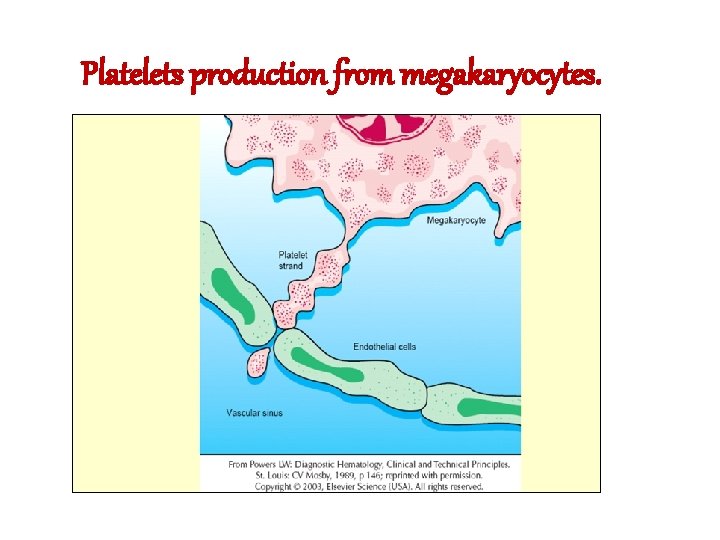 Platelets production from megakaryocytes. Platelets production from megakaryocytes.