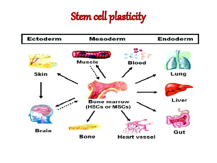 Stem cell plasticity Stem cell plasticity
