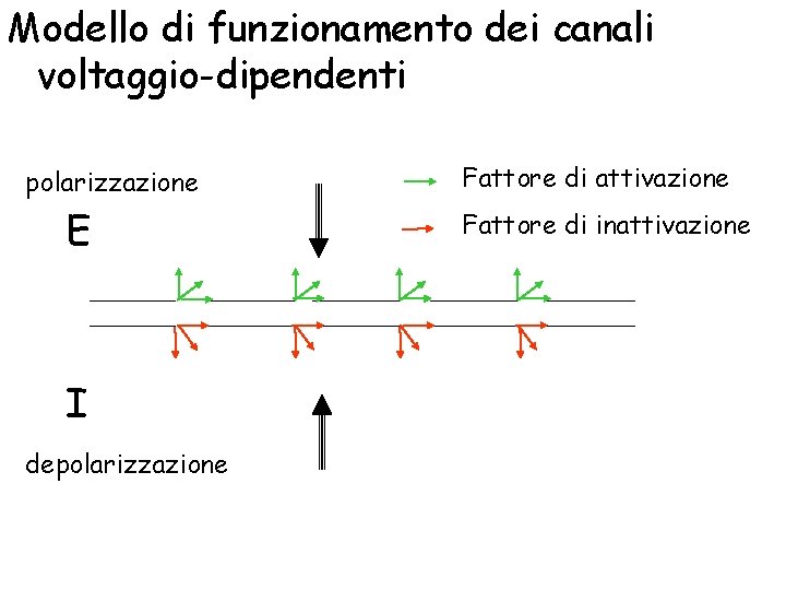 Modello di funzionamento dei canali voltaggio-dipendenti polarizzazione E I depolarizzazione Fattore di attivazione Fattore