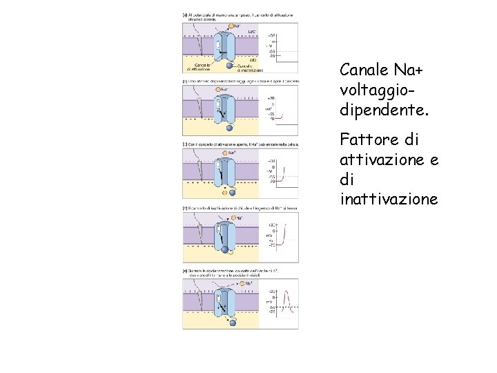 Canale Na+ voltaggiodipendente. Fattore di attivazione e di inattivazione 