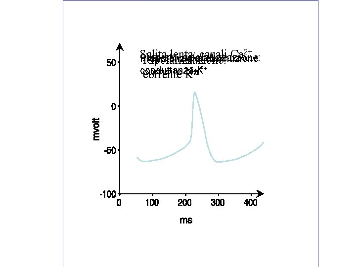 2+ Salita lenta: canali Ca Arresto ripolarizzazione: Prepotenziale: diminuzione Ripolarizzazione: ++ conduttanza K +