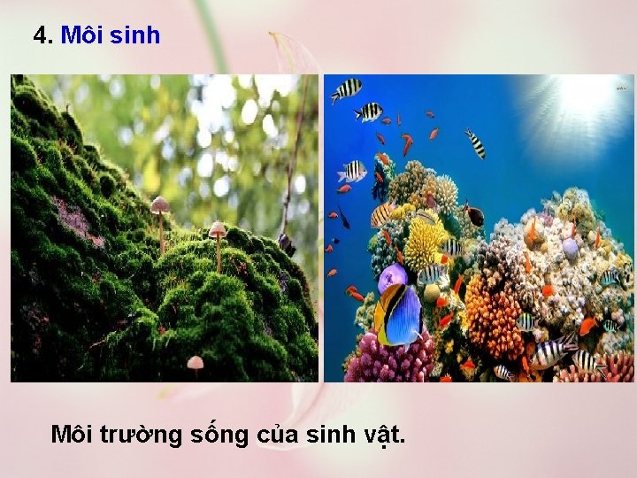 4. Môi sinh Môi trường sống của sinh vật. 