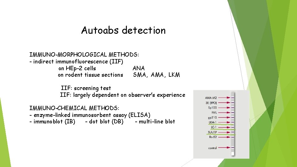 Autoabs detection IMMUNO-MORPHOLOGICAL METHODS: - indirect immunofluorescence (IIF) on HEp-2 cells ANA on rodent