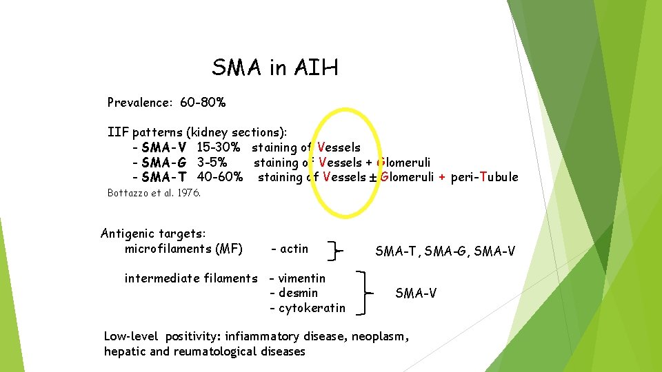 SMA in AIH Prevalence: 60 -80% IIF patterns (kidney sections): - SMA-V 15 -30%