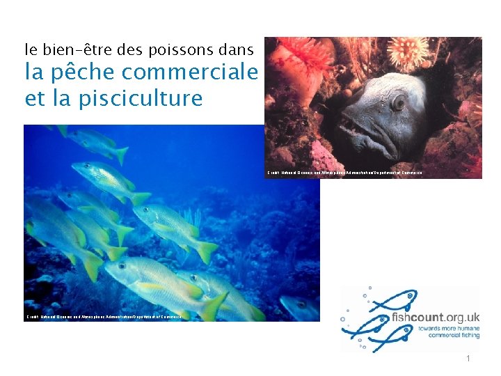 le bien-être des poissons dans la pêche commerciale et la pisciculture Credit: National Oceanic