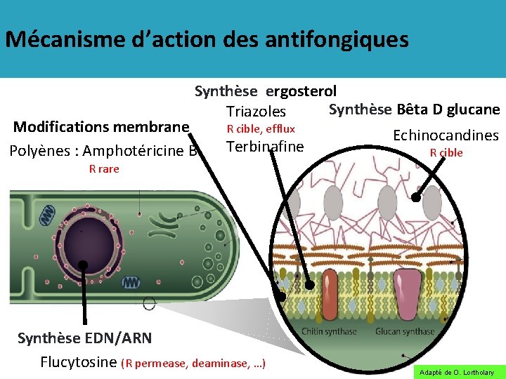 Mécanisme d’action des antifongiques Synthèse ergosterol Synthèse Bêta D glucane Triazoles Modifications membrane R