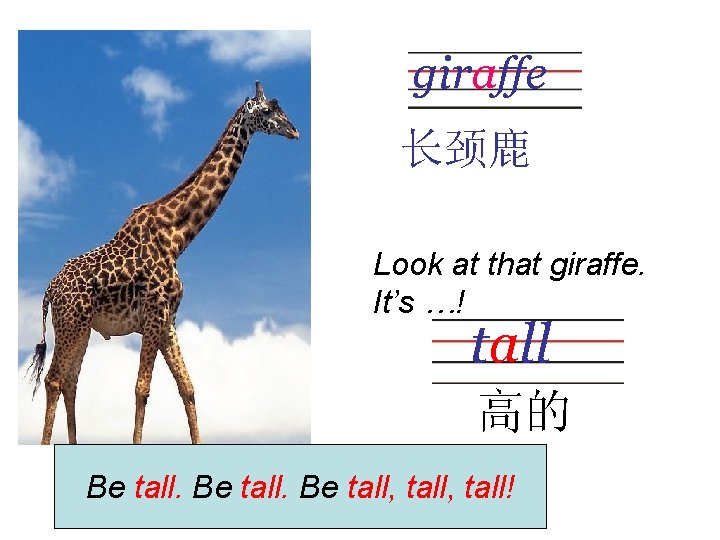 giraffe 长颈鹿 Look at that giraffe. It’s …! tall 高的 Be tall, tall! 