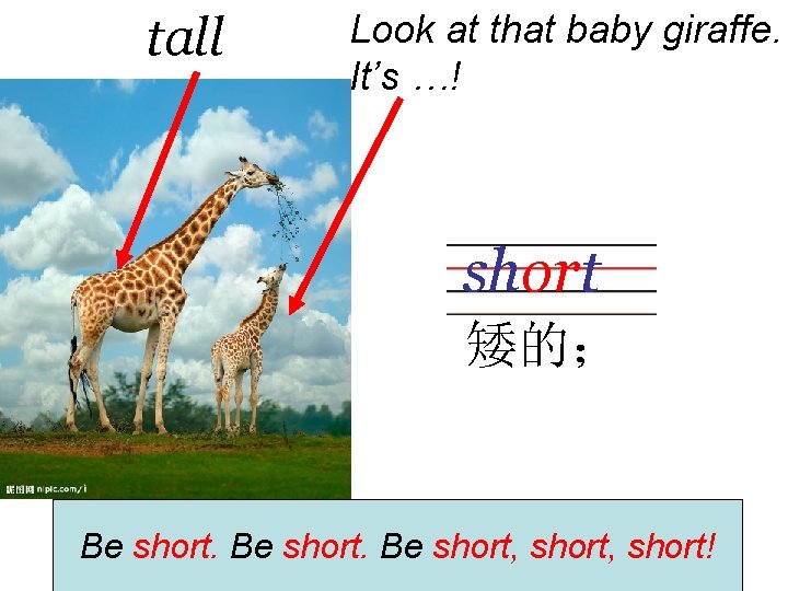 tall Look at that baby giraffe. It’s …! short 矮的； Be short, short! 