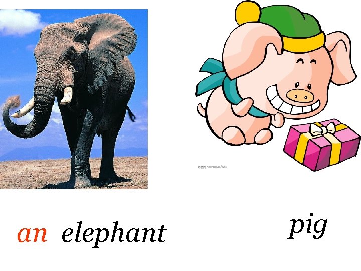 an elephant pig 