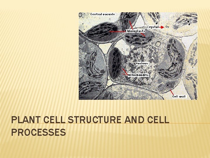 PLANT CELL STRUCTURE AND CELL PROCESSES 
