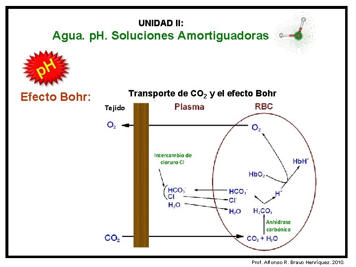 UNIDAD II: Agua. p. H. Soluciones Amortiguadoras p. H Efecto Bohr: Transporte de CO