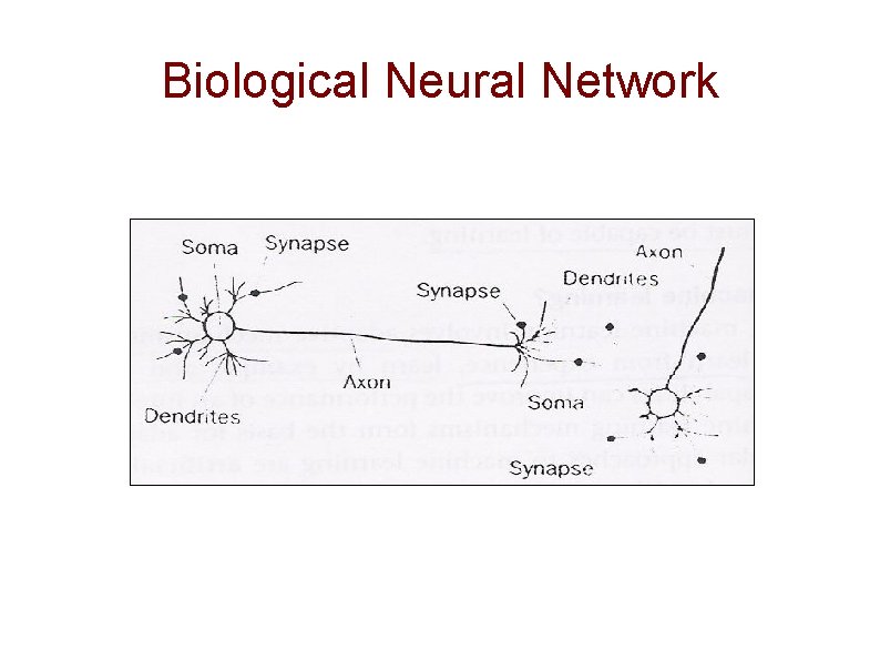 Biological Neural Network 