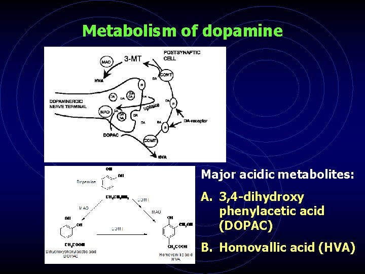 Metabolism of dopamine Major acidic metabolites: A. 3, 4 -dihydroxy phenylacetic acid (DOPAC) B.