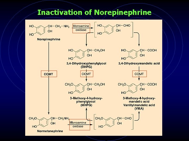 Inactivation of Norepinephrine 