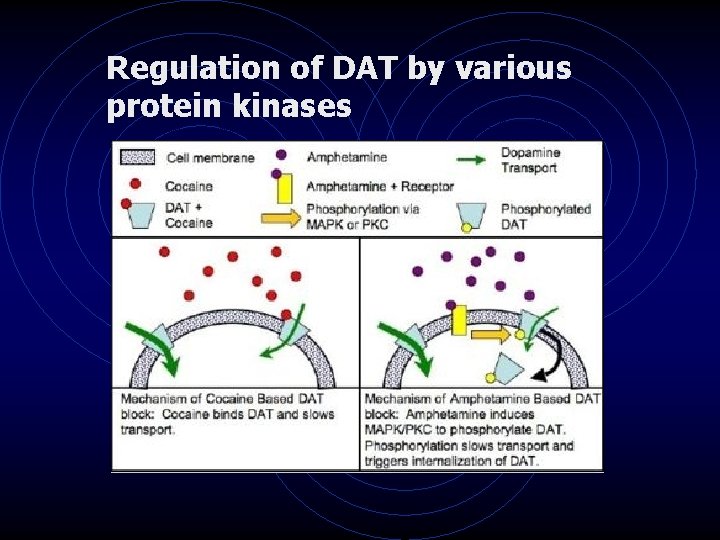 Regulation of DAT by various protein kinases 