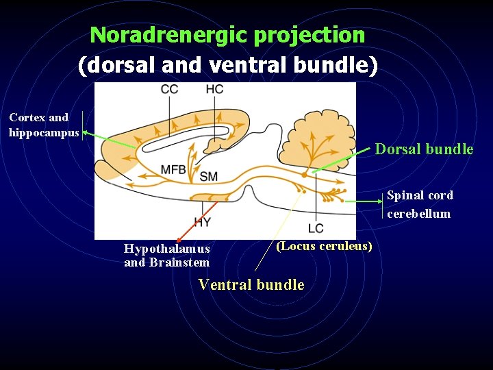 Noradrenergic projection (dorsal and ventral bundle) Cortex and hippocampus Dorsal bundle Spinal cord cerebellum