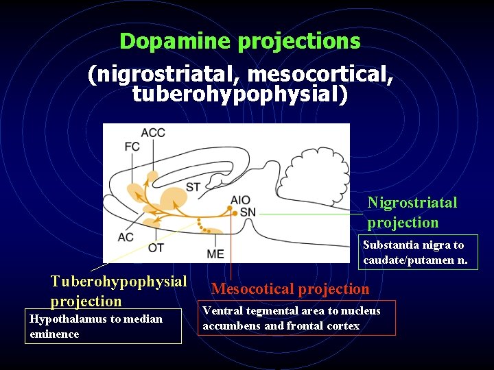 Dopamine projections (nigrostriatal, mesocortical, tuberohypophysial) Nigrostriatal projection Substantia nigra to caudate/putamen n. Tuberohypophysial projection