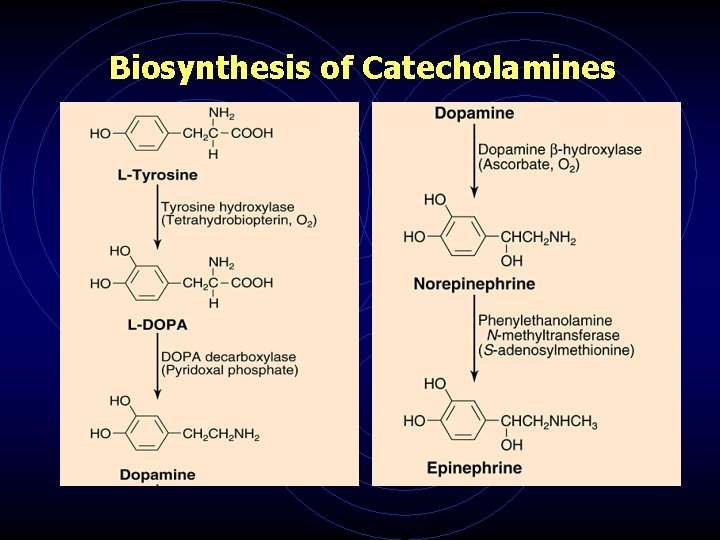 Biosynthesis of Catecholamines 